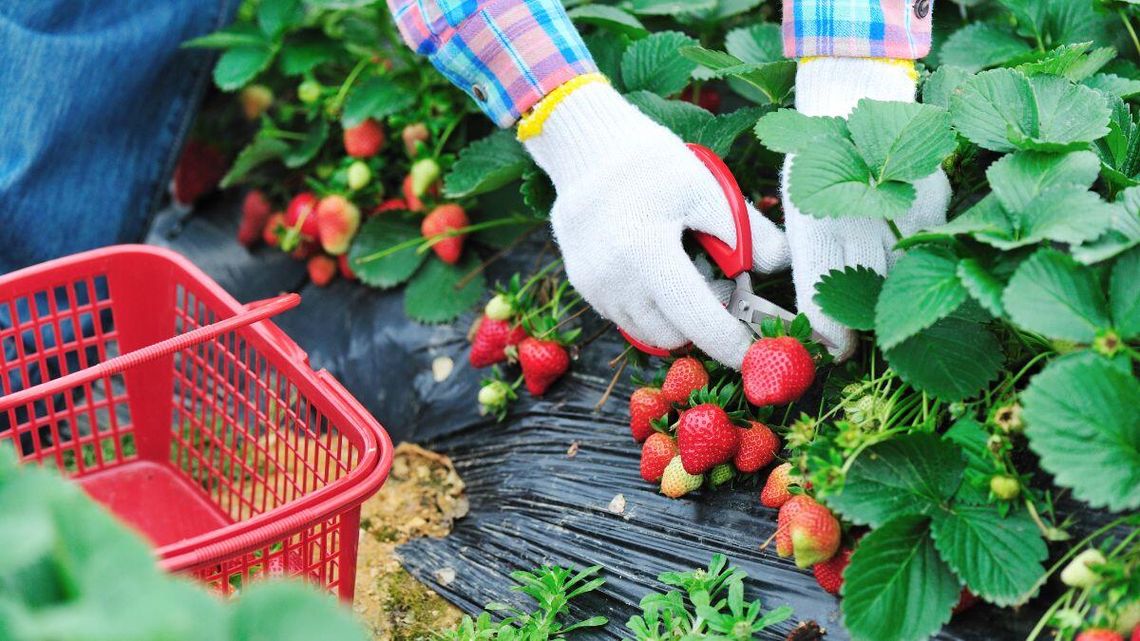 Polskie truskawki spod folii już są. Te gruntowe też będą wcześniej? Ile zapłacimy?