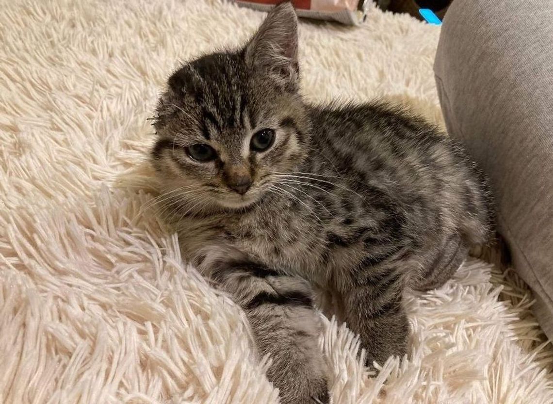 Pomóż jej żyć! Zrzutka na operację Freyi - gryfińskiej kotki adoptowanej po wypadku Pomóż jej żyć! Zrzutka na operację Freyi - gryfińskiej kotki adoptowanej po wypadku