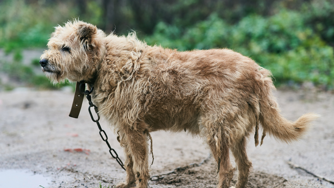 Zbierają podpisy, bo chcą poprawić los psów i kotów. Sprawdź, gdzie możesz się podpisać Zbierają podpisy, bo chcą poprawić los psów i kotów. Sprawdź, gdzie możesz się podpisać