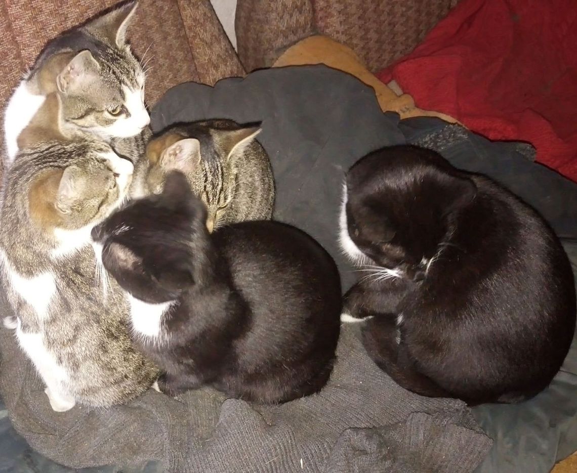 Pomóżmy pani Kindze i znajdźmy dla nich ciepły dom Pomóżmy pani Kindze i znajdźmy dla nich ciepły dom