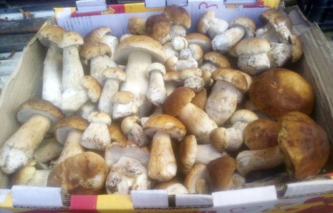 Ponad 500 grzybów znalazł dziś rano pan Andrzej! Ponad 500 grzybów znalazł dziś rano pan Andrzej!