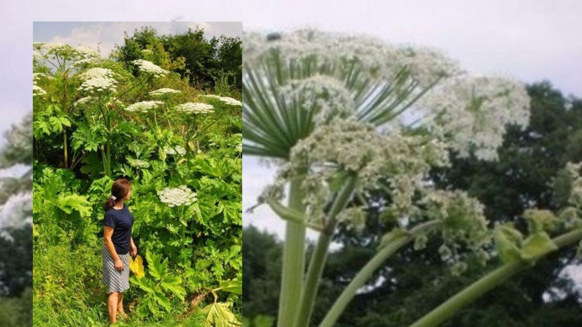 Barszcz sosnowskiego w wielu miejscach powiatu gryfińskiego. Co robić? Barszcz sosnowskiego w wielu miejscach powiatu gryfińskiego. Co robić?