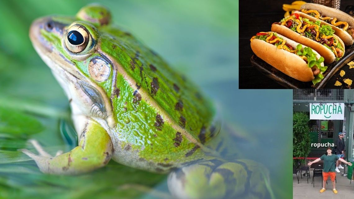 Zamiast Żabki Ropucha.  Przeciwko rozrastającemu się monopolowi sieci [WIDEO]