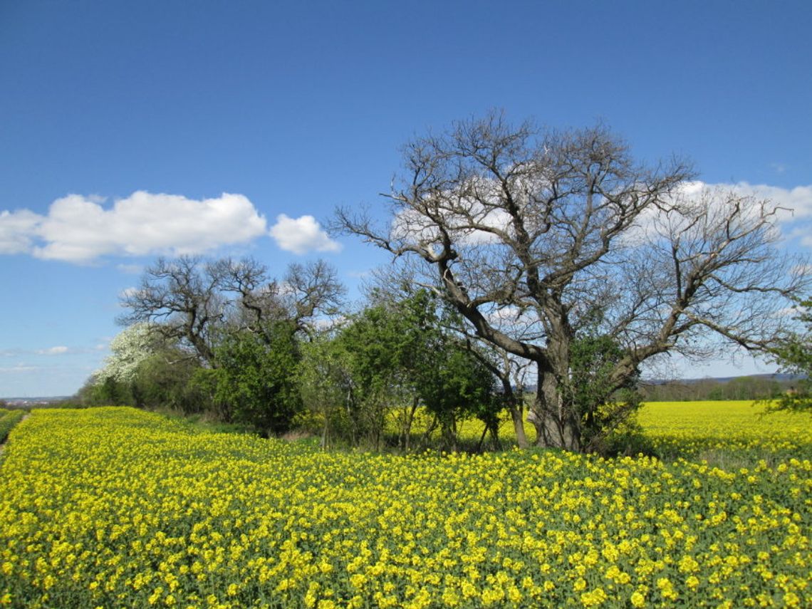 Postawmy na jadalne kasztany Postawmy na jadalne kasztany