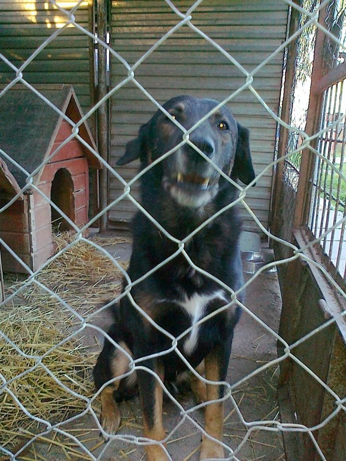 Poszukują domu. Czy ktoś da im szansę? Poszukują domu. Czy ktoś da im szansę?