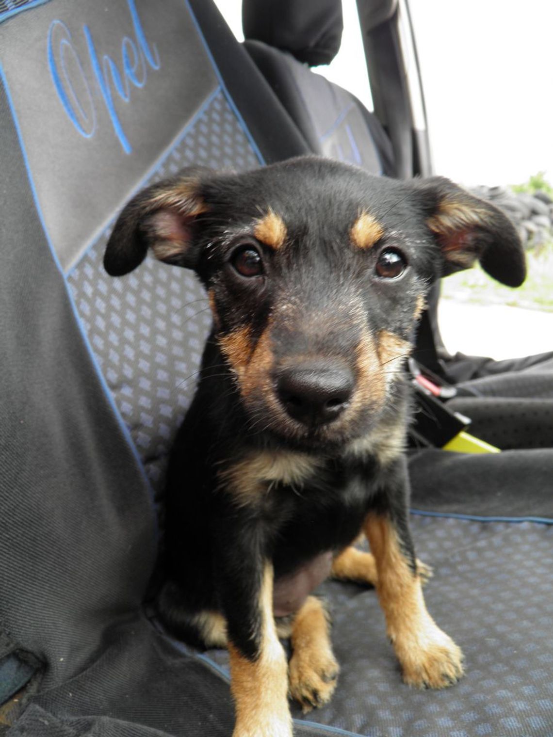 Poszukujemy nowego domu dla porzuconego szczeniaka