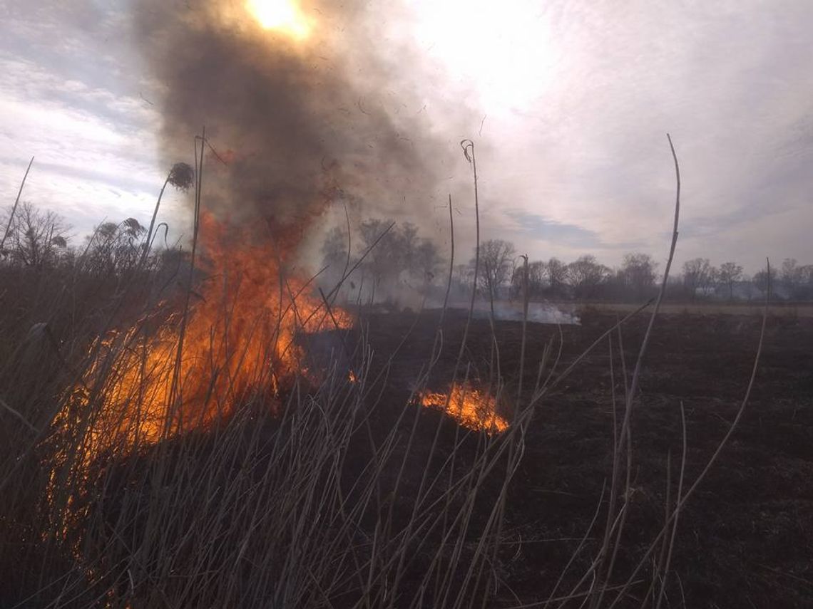 Pożar kilku hektarów nieużytków