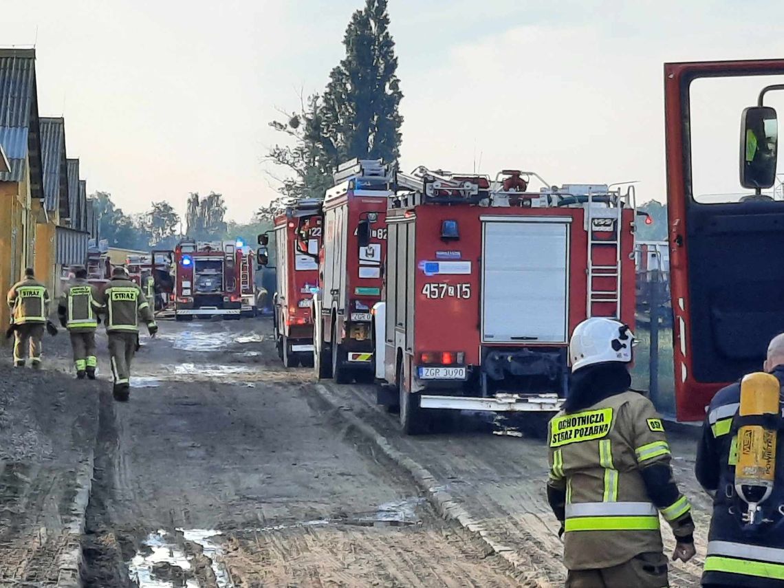 Pożar na fermie świń. Tragiczna śmierć zwierząt