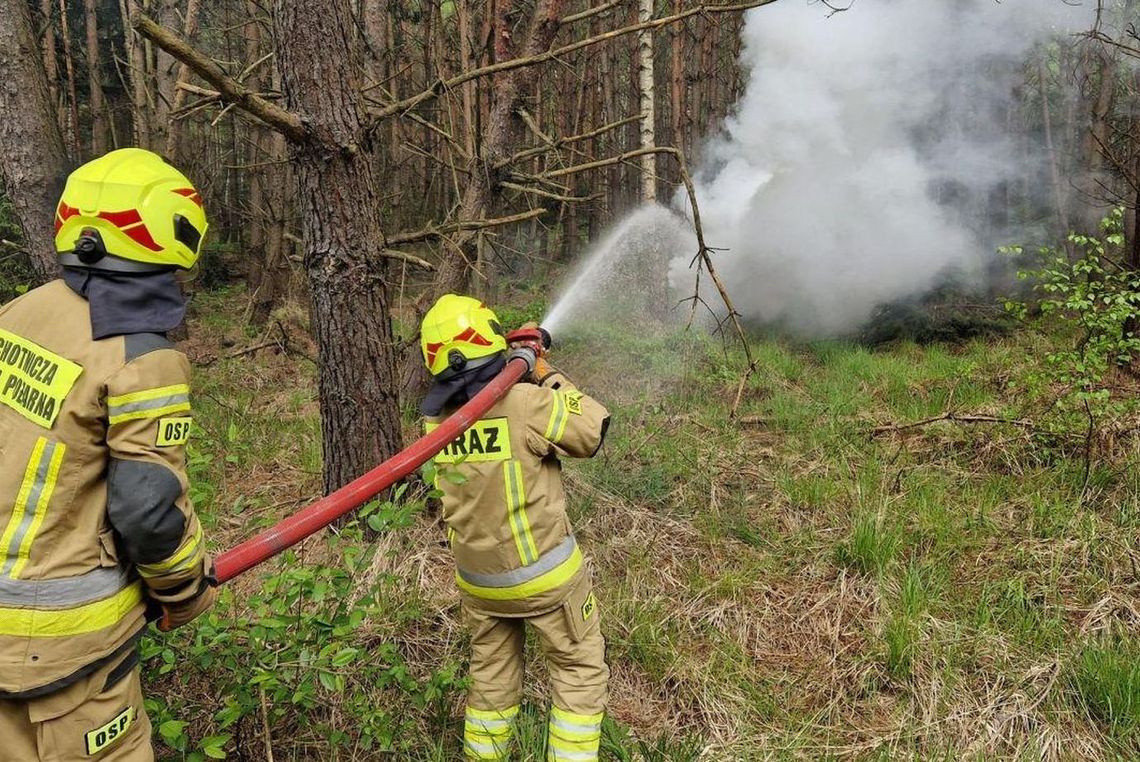 Pożar za pożarem. Nawet drzewo w Gryfinie płonęło