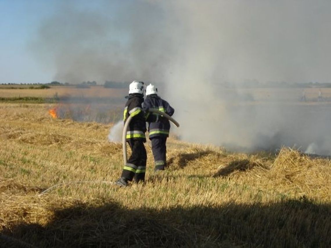 Pożar zboża na pniu. W akcji brali udział strażacy i ciągniki rolnicze