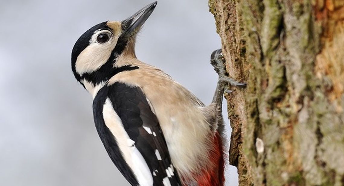 Poznamy rodzime gatunki dzięciołów Poznamy rodzime gatunki dzięciołów