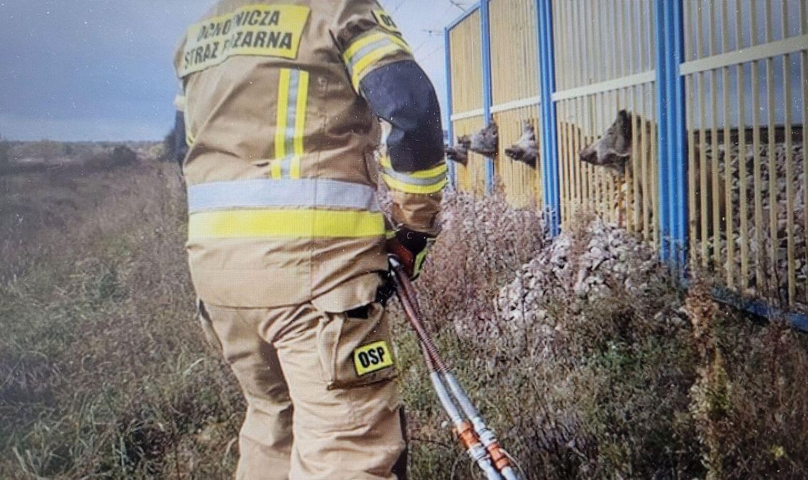 Próba samobójca i śmiertelny wypadek. Dziki latają po Gryfinie