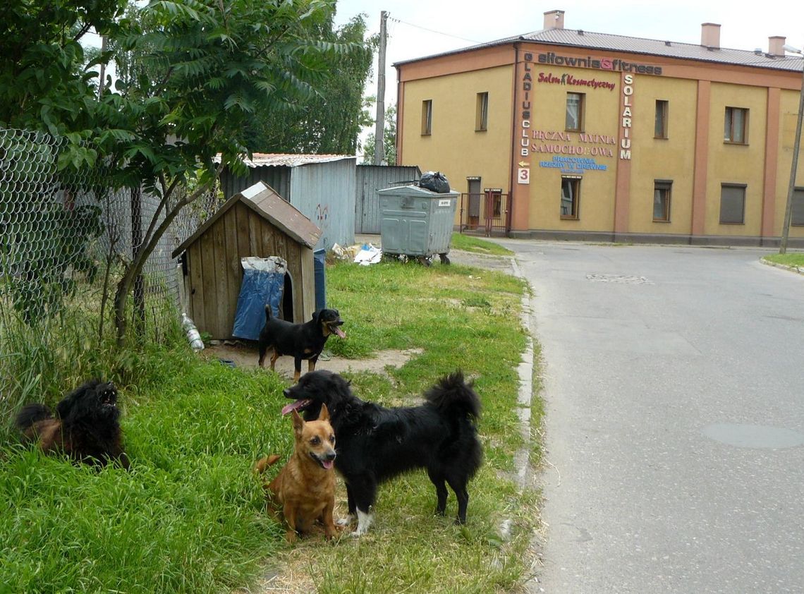 Problem z bezpańskimi psami Problem z bezpańskimi psami