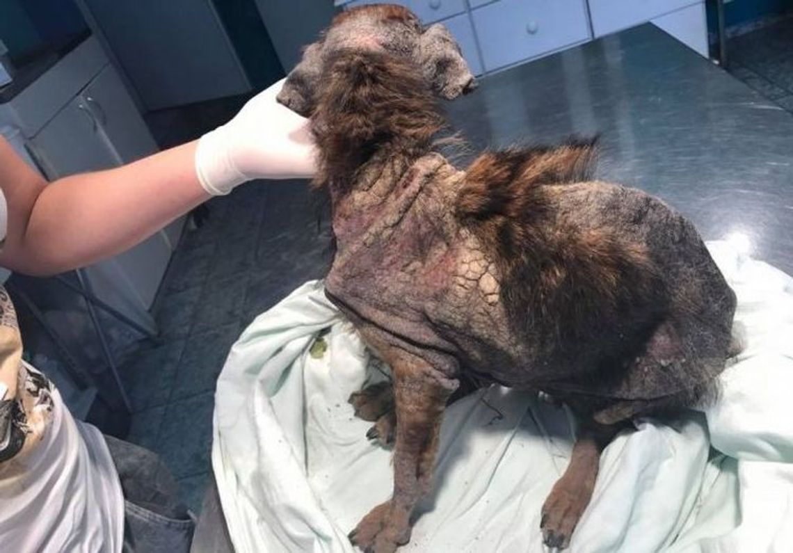 Proces w sprawie maltretowanej Szczotki Proces w sprawie maltretowanej Szczotki