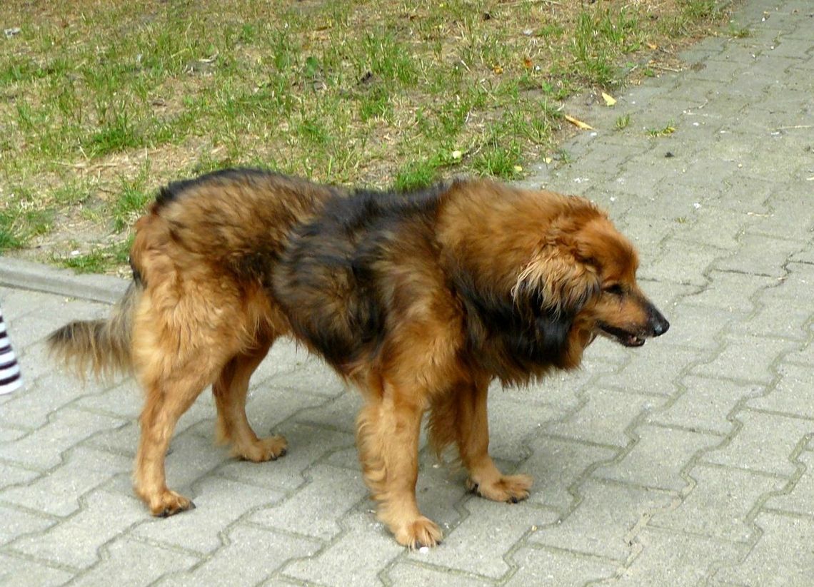 Prosimy o zaopiekowanie się psem Prosimy o zaopiekowanie się psem