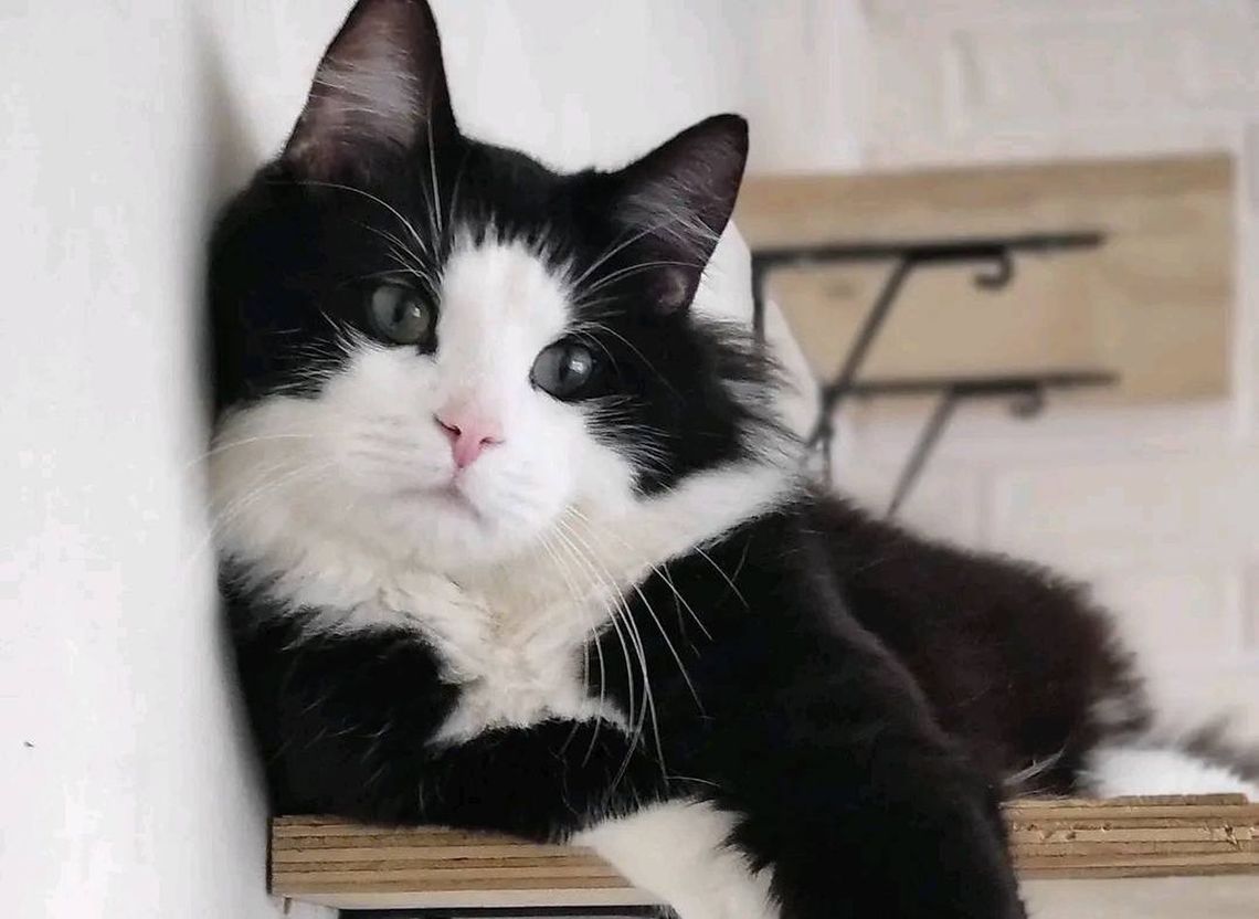 Proszę, pomóżcie odnaleźć Atencjusza!