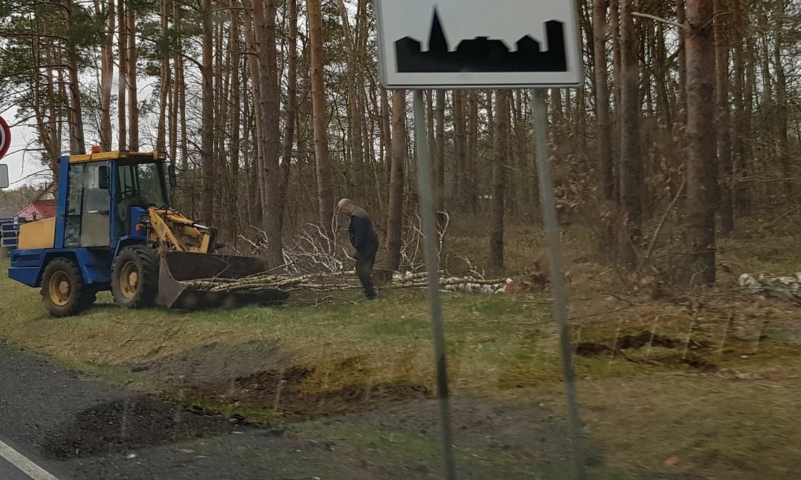 Protest przeciwko skali wycinki lasów