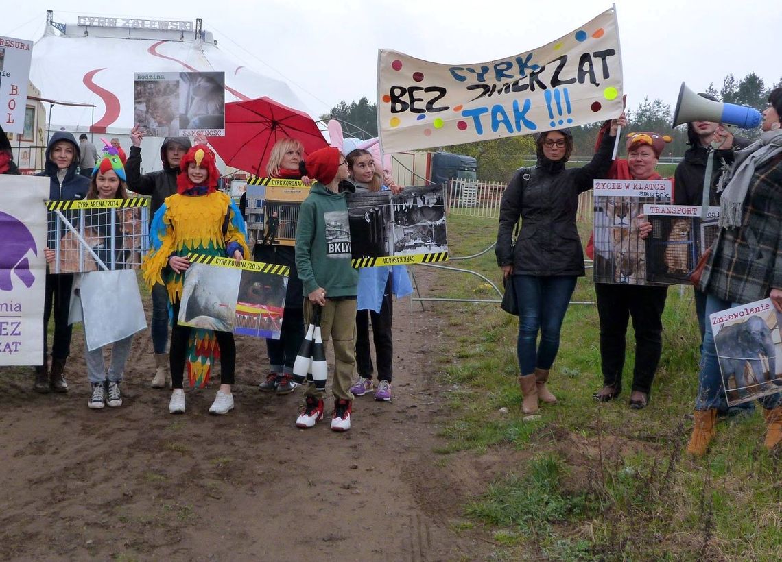 Protest przeciwko zwierzętom w cyrku. Kontrargumenty cyrkowców Protest przeciwko zwierzętom w cyrku. Kontrargumenty cyrkowców