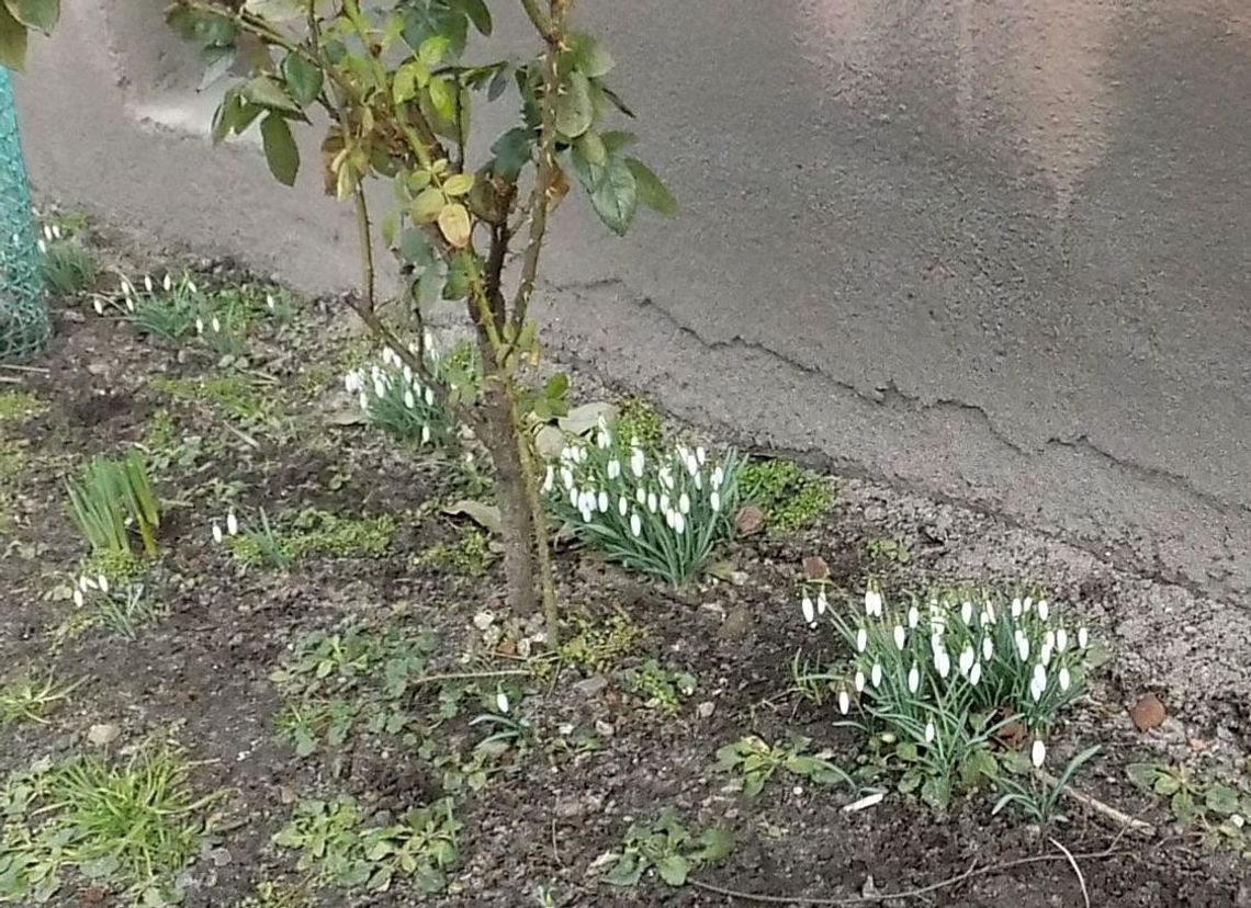 Przebiśniegi przepędzą zimę?