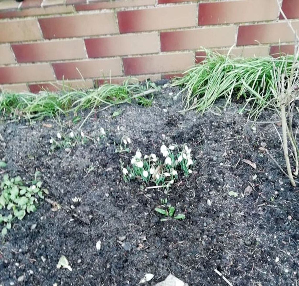 Przebiśniegi się przebiły. Nadchodzi wiosna? Przebiśniegi się przebiły. Nadchodzi wiosna?