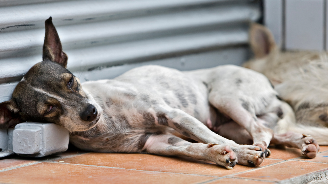 W wakacje mamy więcej bezdomnych zwierząt. Schroniska są przepełnione