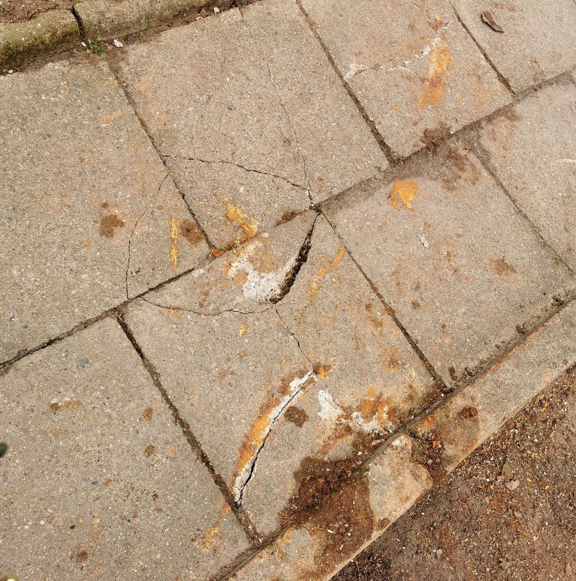 Przycinając gałęzie, zniszczyli chodniki - skarży się czytelniczka Przycinając gałęzie, zniszczyli chodniki - skarży się czytelniczka