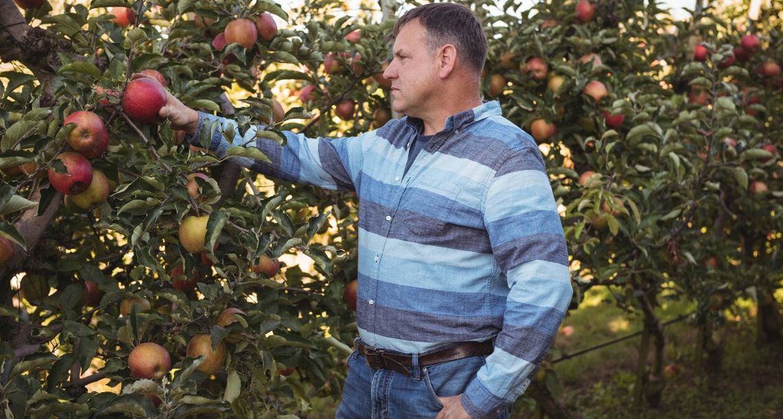 Dramat polskich sadowników. Owoce będą rekordowo drogie przez gigantyczne straty po mrozach