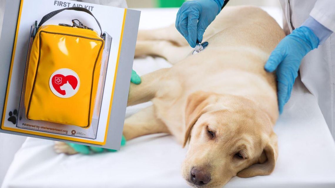 Psia apteczka przydaje się podczas podróży pociągiem. Powinien mieć każdy właściciel psa