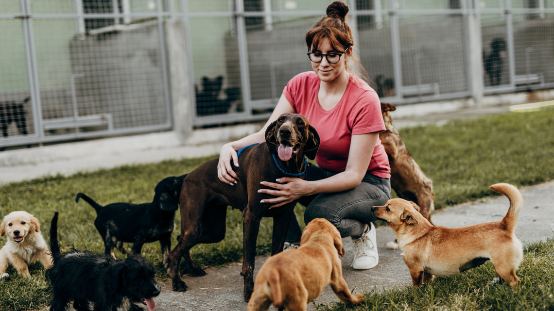 Psinder to Psi Tinder. Logika znana z aplikacji randkowych