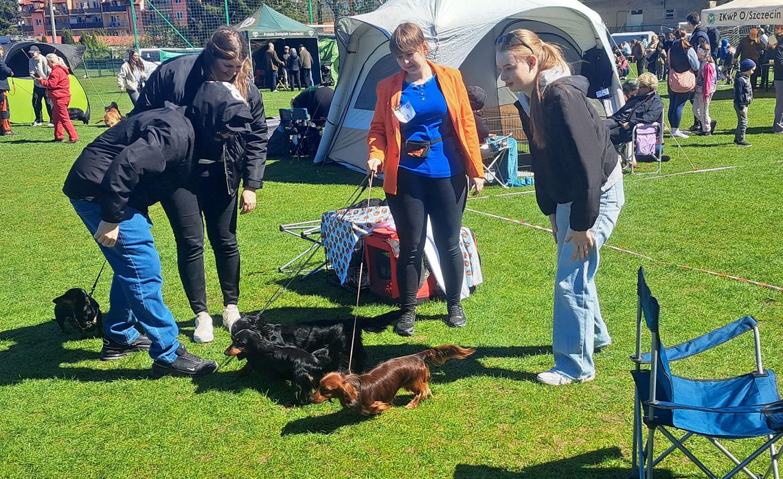 Psy myśliwskie w Gryfinie. IV Krajowa Wystawa i widowiskowy bieg jamników na obiektach sportowych