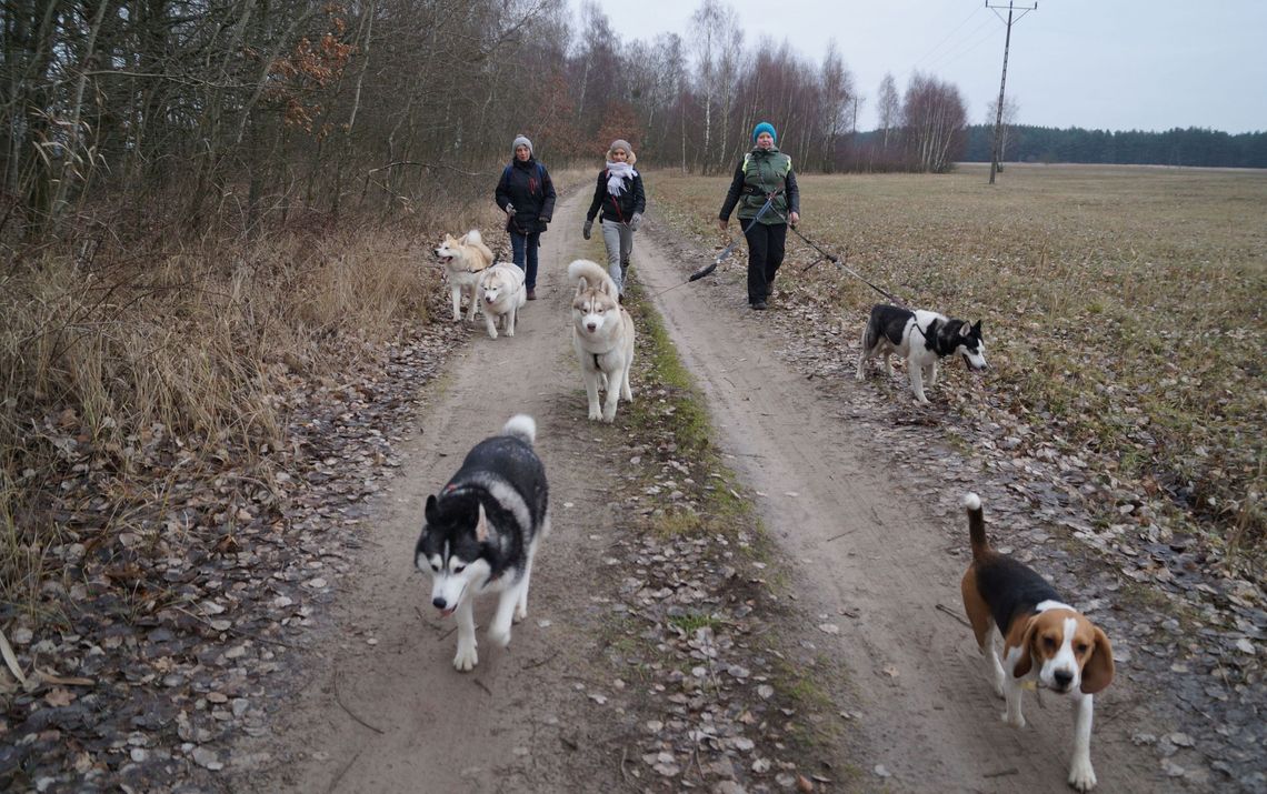 Psy również kwestują dla WOŚP!