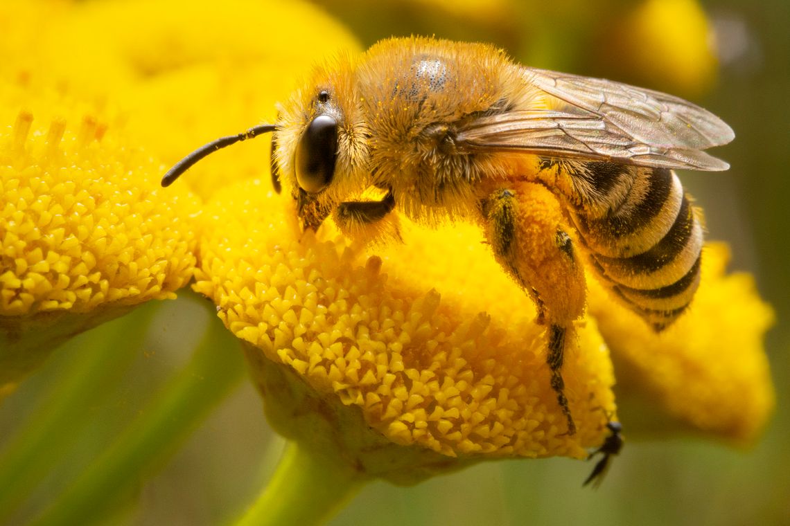 Pszczelarze będą świętować Pszczelarze będą świętować