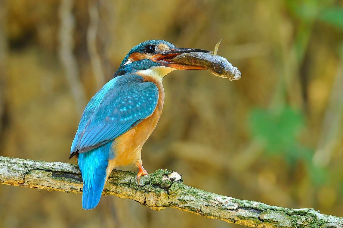 Ptasie gwiazdy Doliny Dolnej Odry. Jak skutecznie zaplanować birdwatching na Międzyodrzu