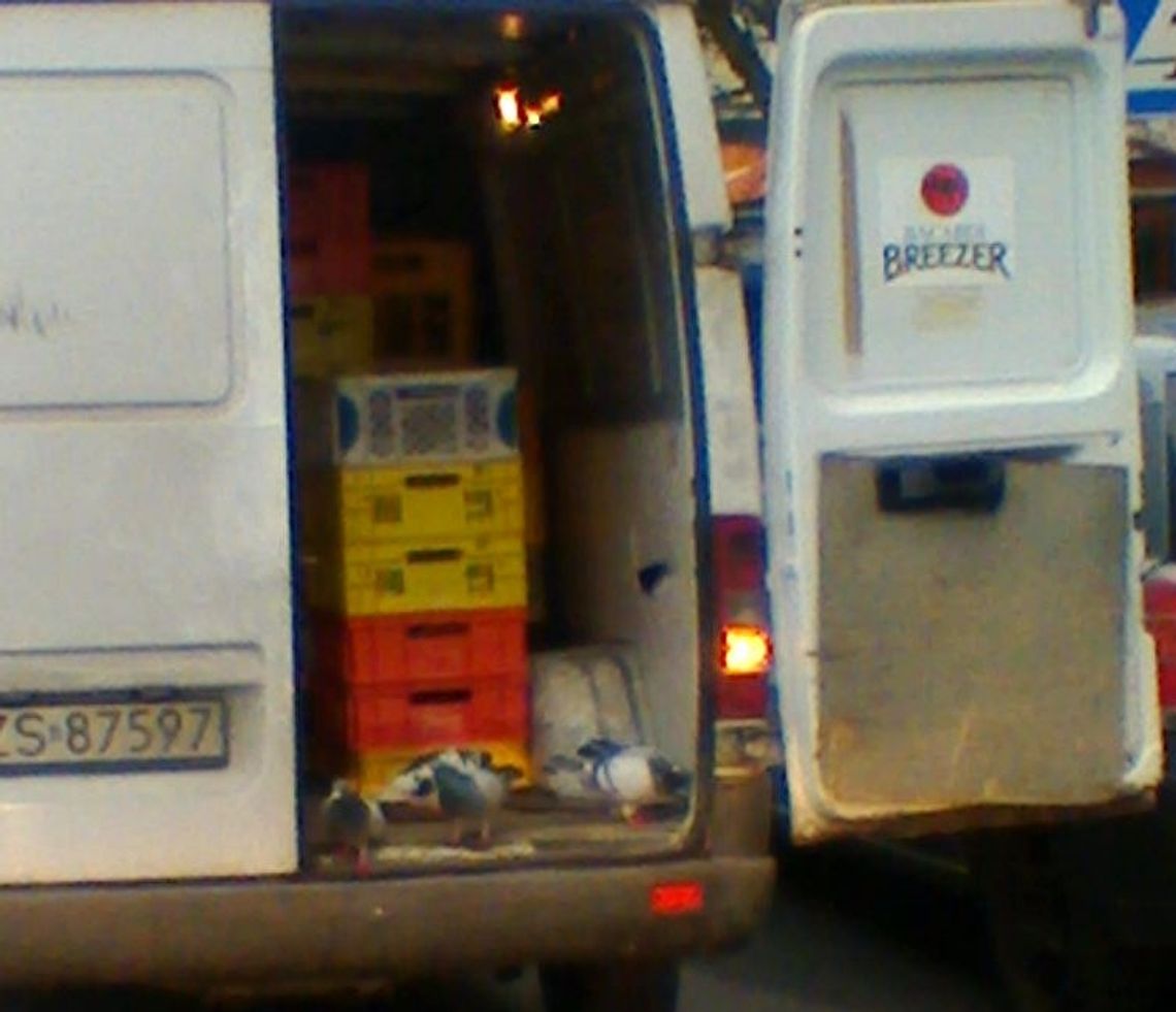 Ptasiego mleczka tylko brakowało