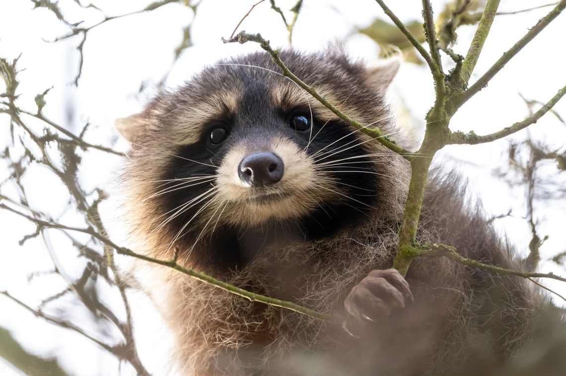 Puchate, ale groźne. Inwazyjne gatunki obce w okolicach Gryfina i Widuchowej Puchate, ale groźne. Inwazyjne gatunki obce w okolicach Gryfina i Widuchowej