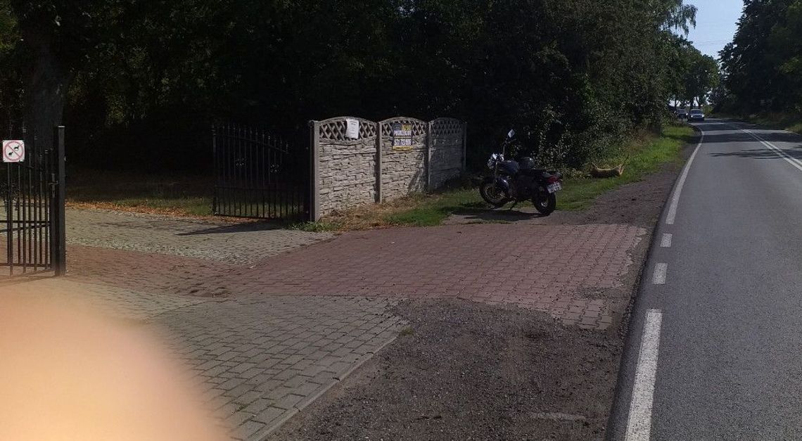 Puchnie sarna pod cmentarzem