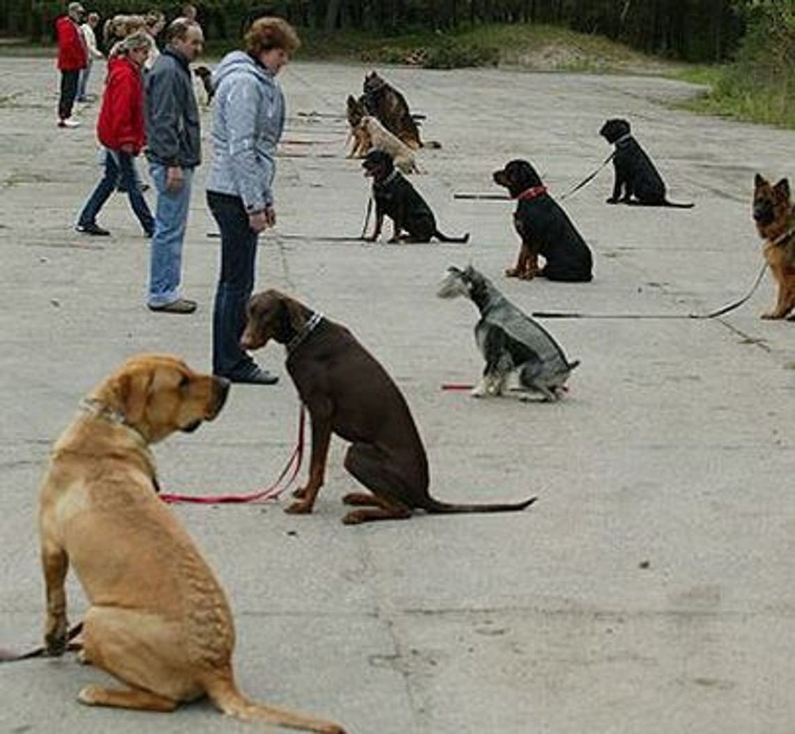 Rajd dogtrekkingowy „Orientuj się z psem” Rajd dogtrekkingowy „Orientuj się z psem”