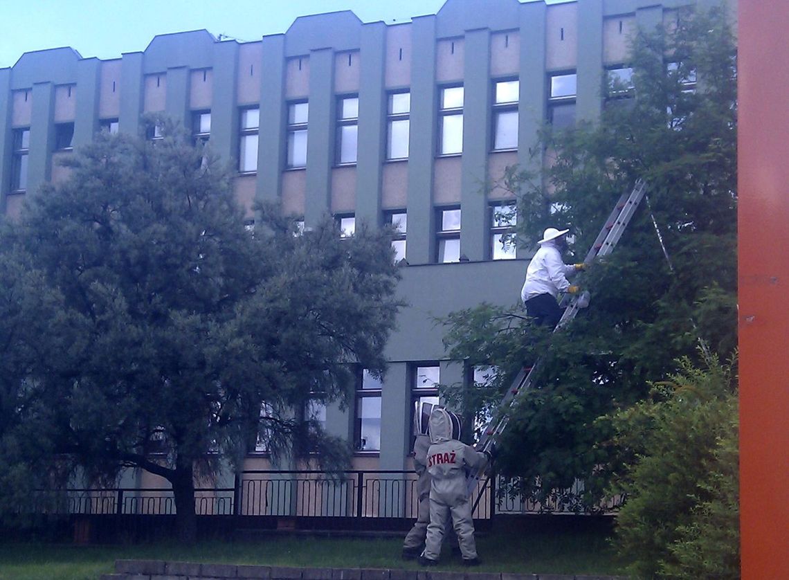 Rój pszczół zaatakował starostwo Rój pszczół zaatakował starostwo