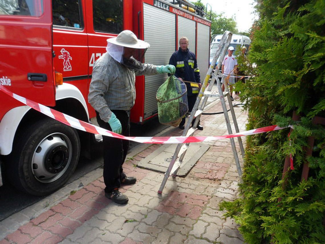 Rój pszczól zagroził matce z dzieckiem