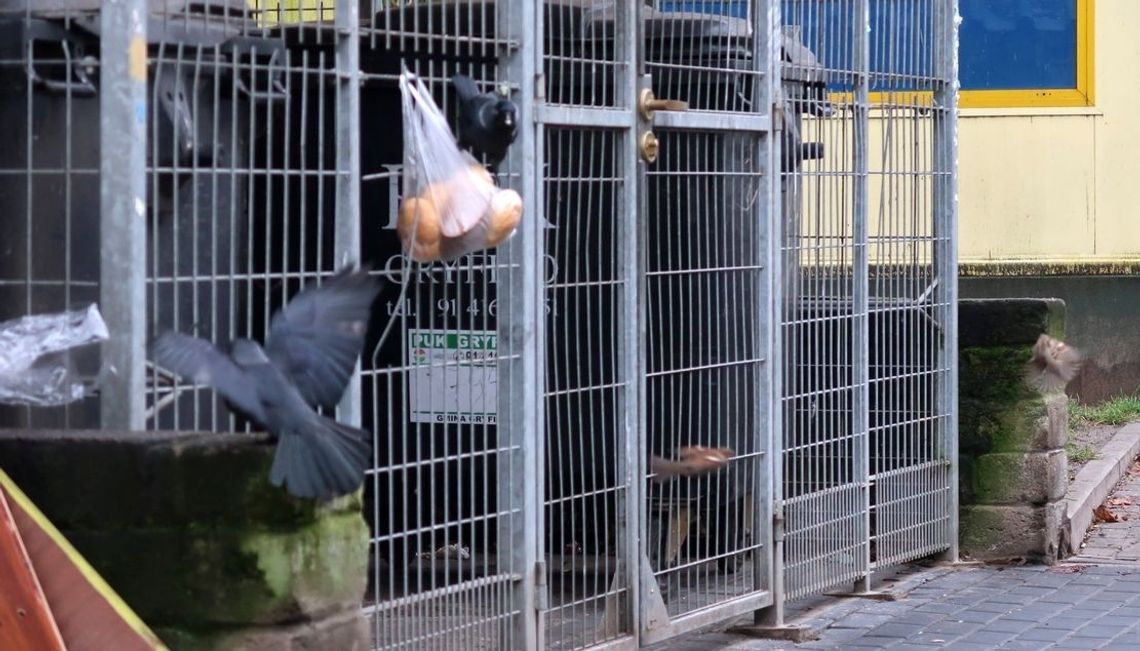 Rozdziobią kruki i…kawki 