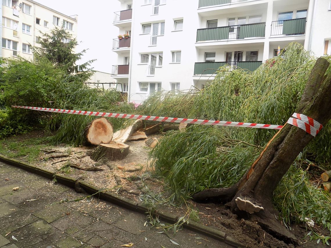 Runęła, a mogła jeszcze rosnąć Runęła, a mogła jeszcze rosnąć