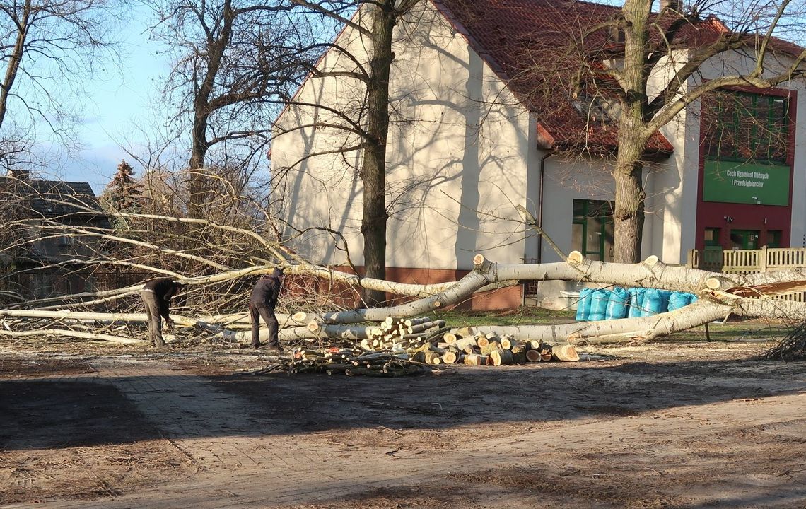Runęło potężne drzewo