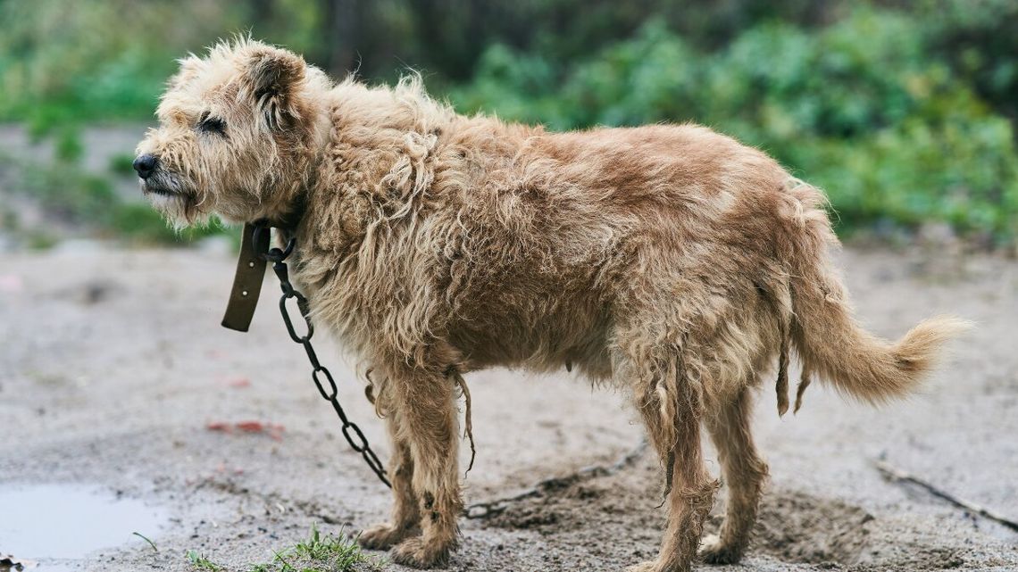 Rewolucja dla właścicieli psów już o krok, Rząd dogadał się z prezydentem Rewolucja dla właścicieli psów już o krok, Rząd dogadał się z prezydentem