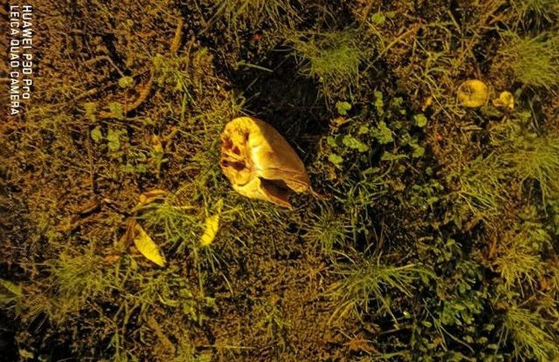 Rzucają mięsem. Aż serce pęka Rzucają mięsem. Aż serce pęka