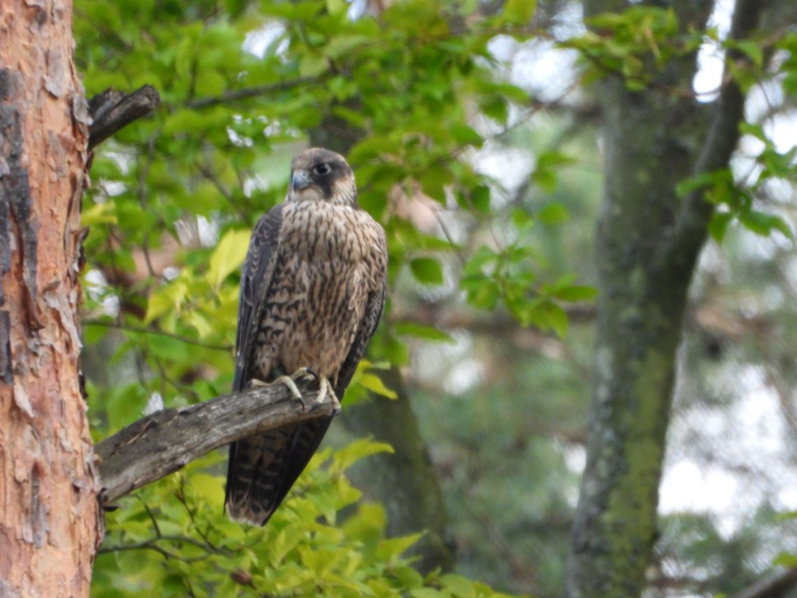 Są wyniki obserwacji sokołów wędrownych Są wyniki obserwacji sokołów wędrownych