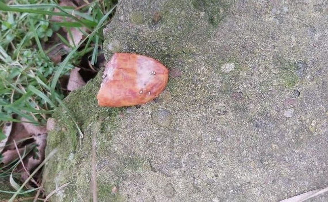 Sadysta porozrzucał kiełbasę ze szpilkami