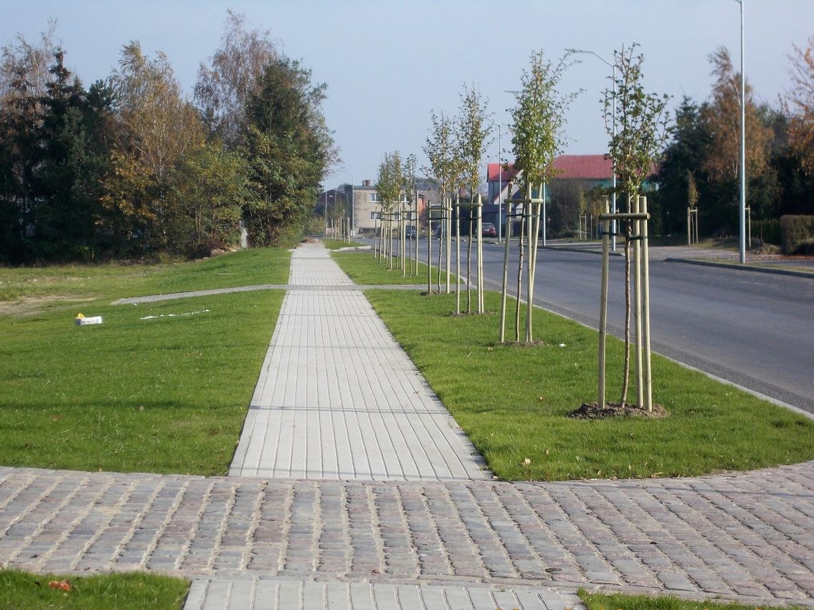 Sadzą młode drzewka przy drogach i ścieżkach rowerowych