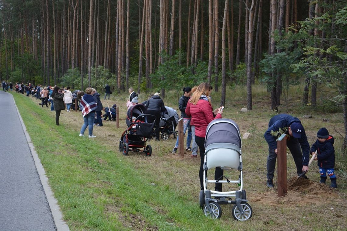 Sadzili drzewa pod Gryfinem. Akcja z wpadką organizacyjną