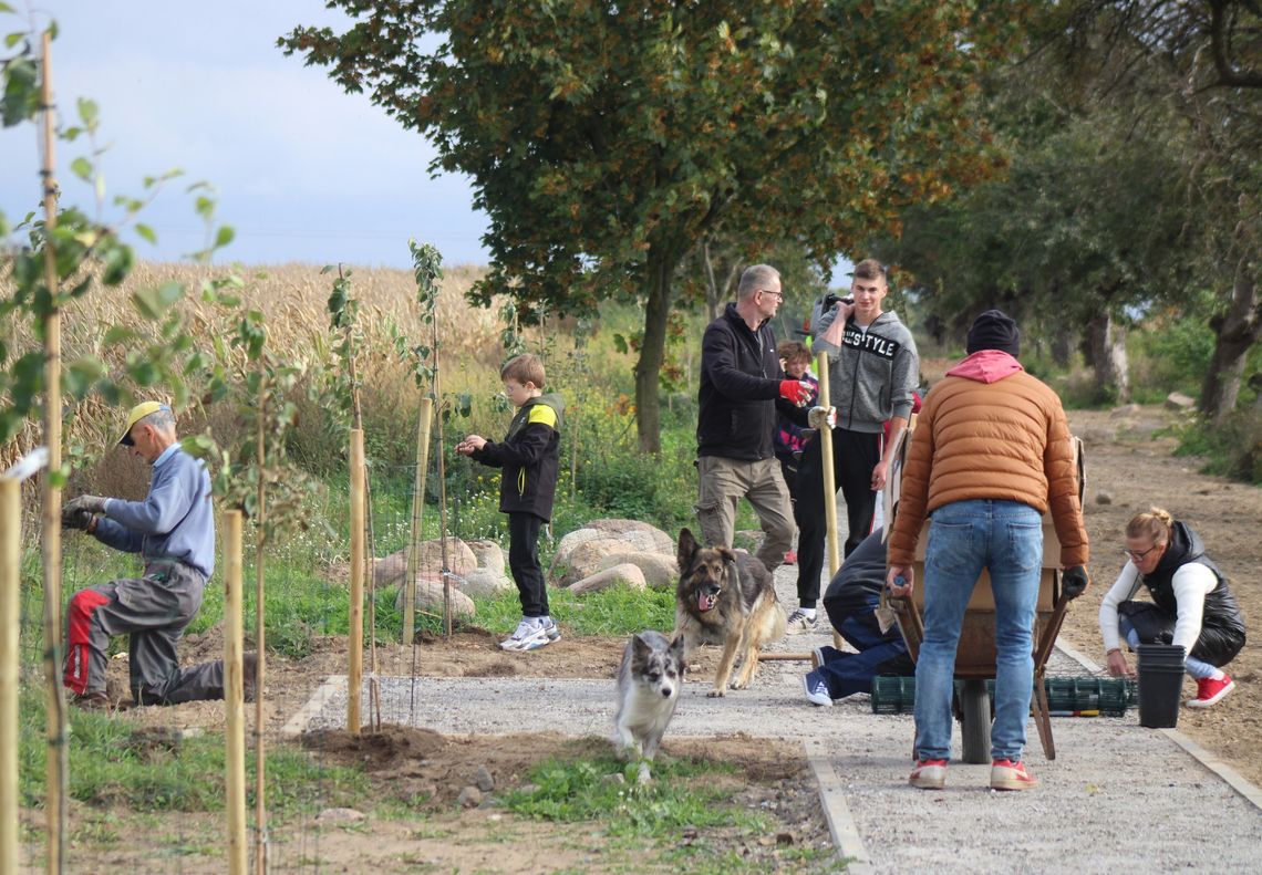 Sadzili drzewka, mocowali budki. Powstaje ścieżka spacerowa "Aleja Jabłoniowa" [FOTO]