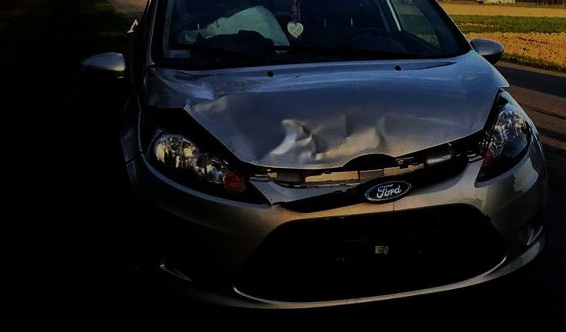 Sarna wyskoczyła nagle z lasu